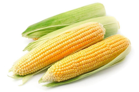 Биология кукурузы